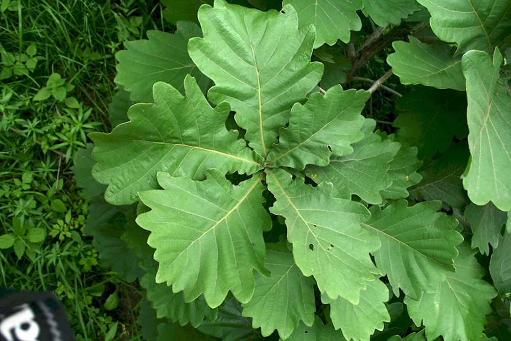 Дуб зубчатый Quercus dentata