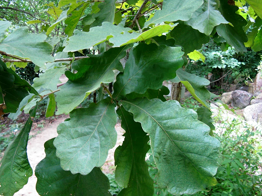 Дуб зубчатый Quercus dentata