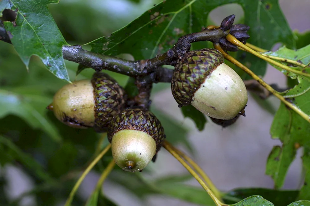 Дуб зубчатый Quercus dentata
