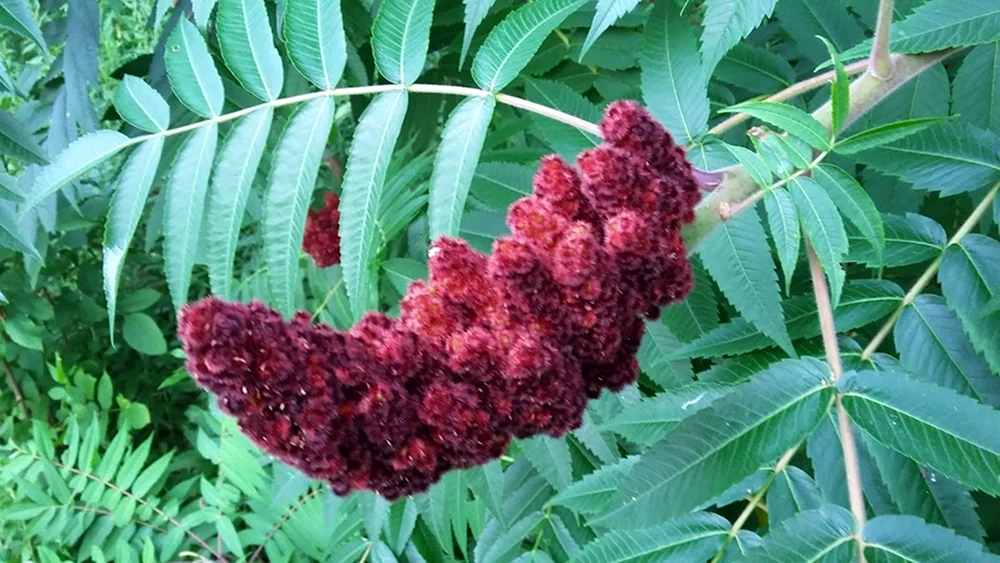 Edible Sumac Berries