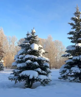 Ель зимой