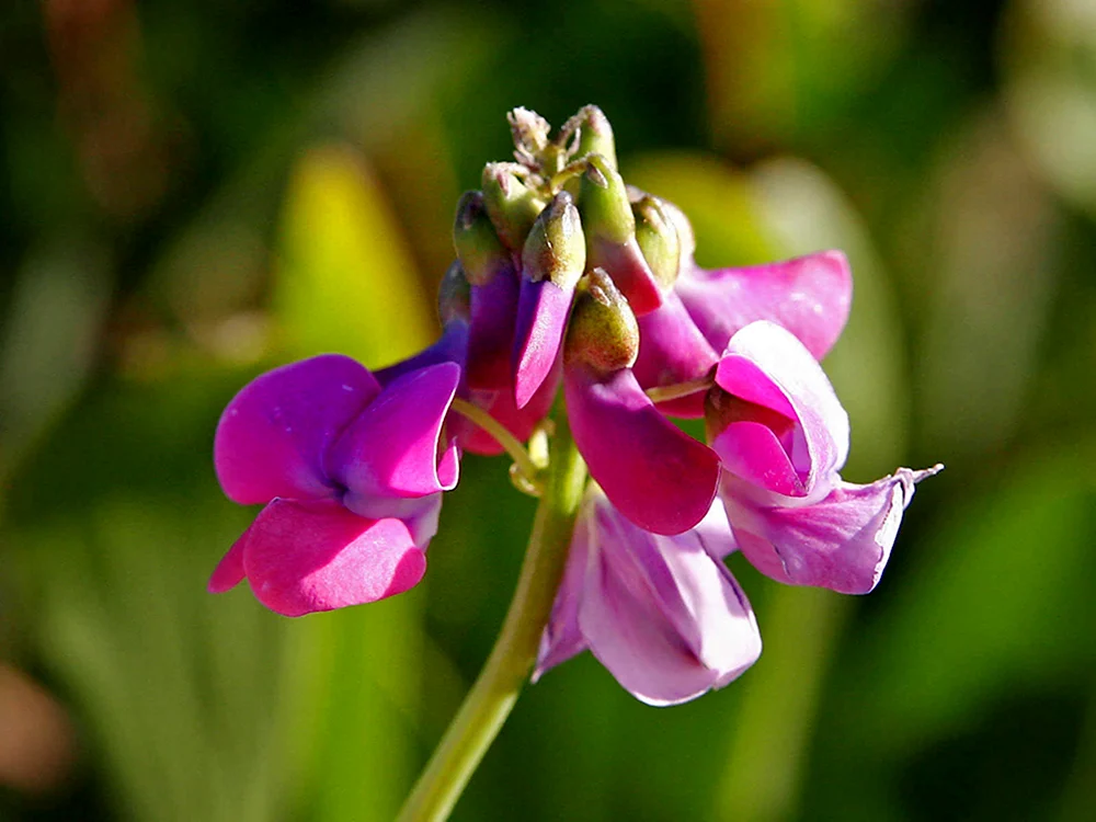 Fabaceae семейство