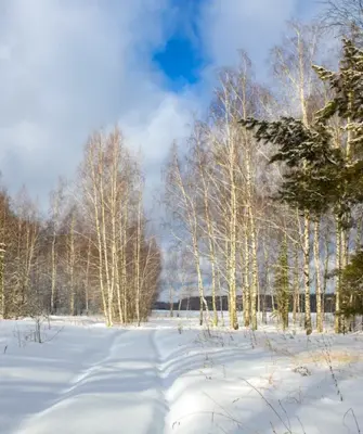 Февральский лес