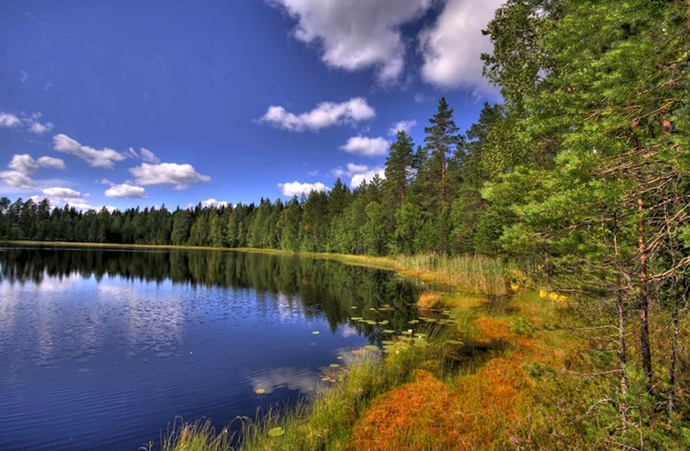 Финляндия озеро лес