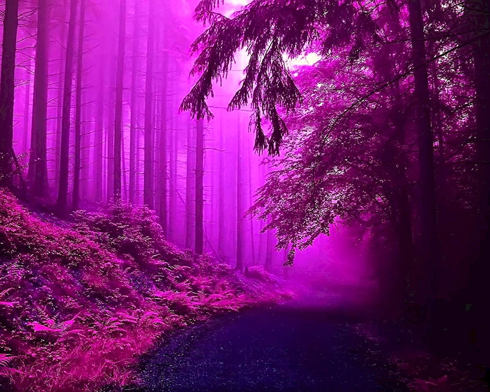 Фиолетовый лес