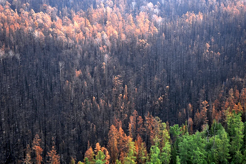 Forest Fires in Siberia 2019
