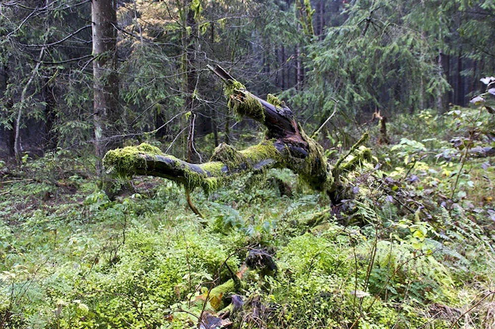 Forest Habitat