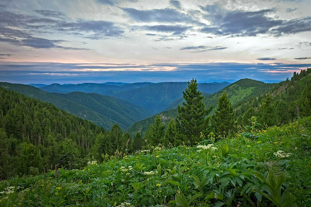 Горный Алтай Тайга