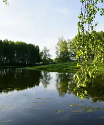 Горный Тогучинский район озеро