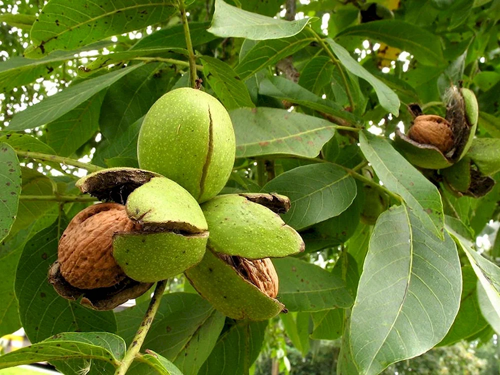 Грецкий орех Juglans Regia l.