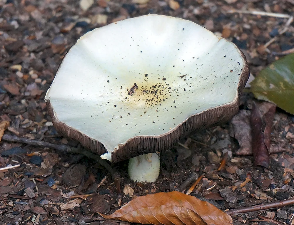 Гриб Agaricus
