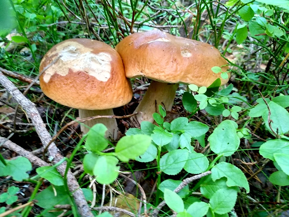 Грибы Кирилловское