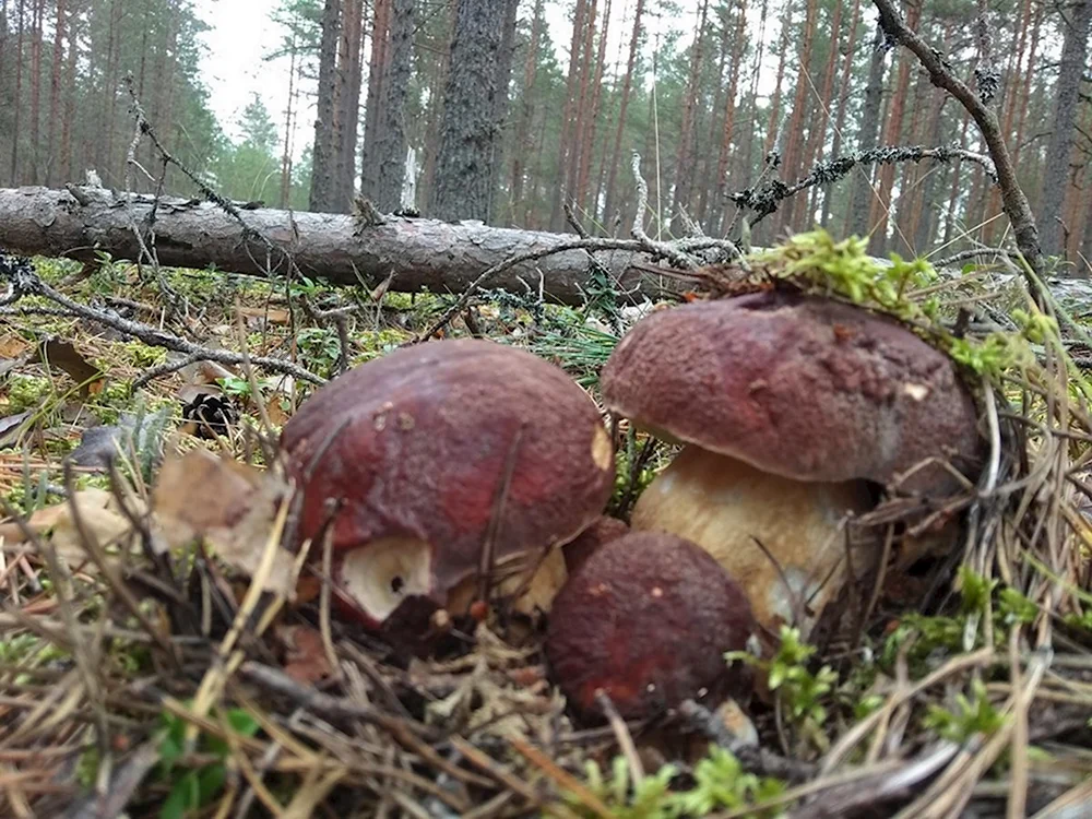 Грибы Псков