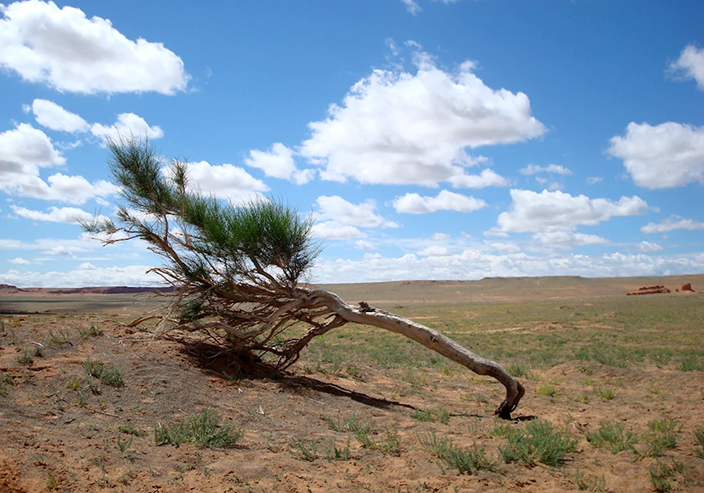 Haloxylon ammodendron