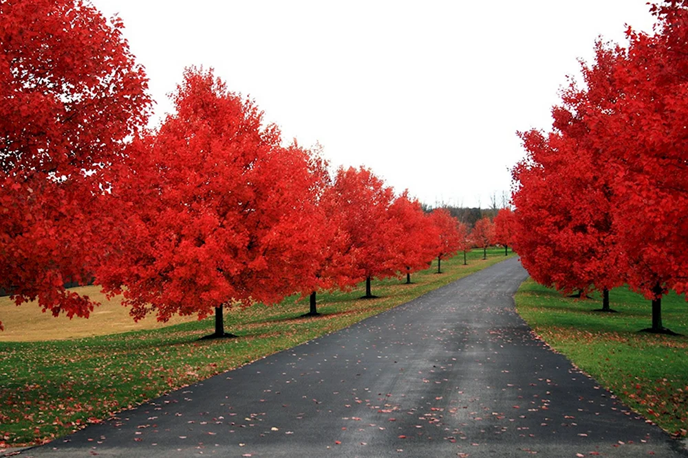 Happy 2021 Red Tree