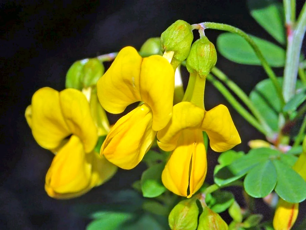 Hippocrepis Emerus
