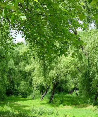 Ясень Плакучий