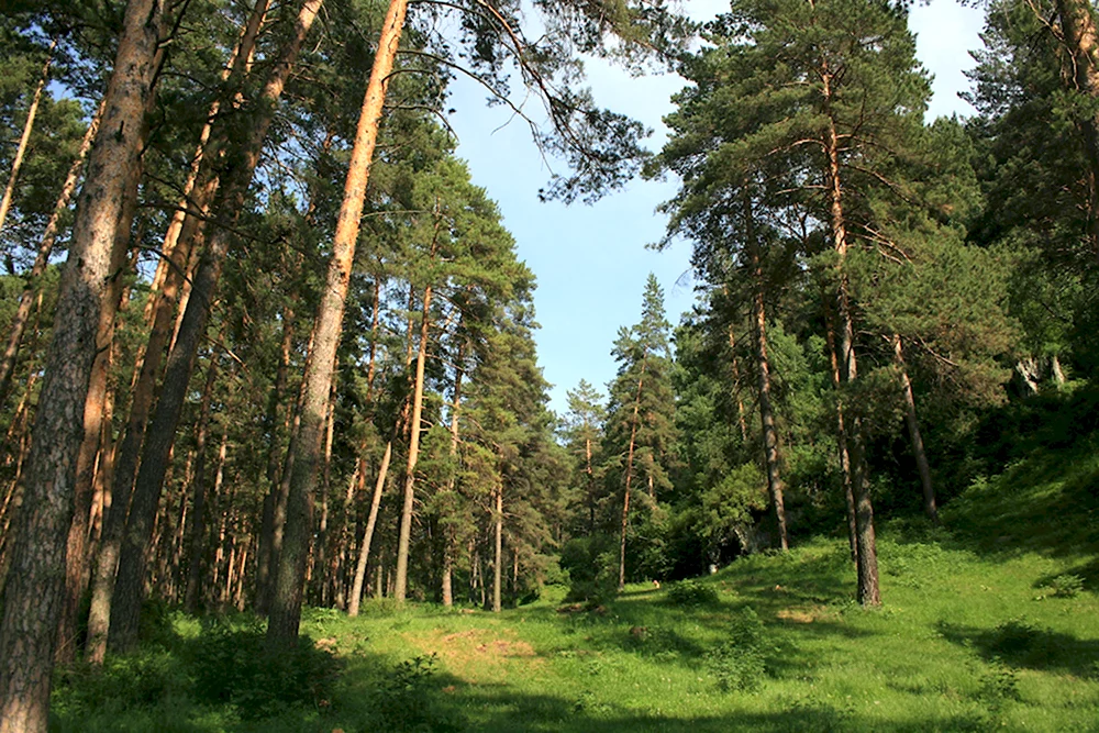 Языковский лес Татарстан