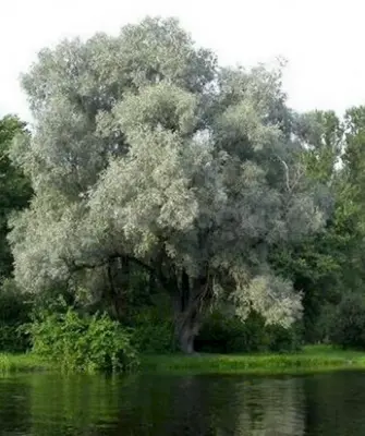 Ива белая Salix Alba