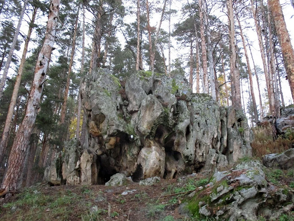 Каменный лес Рачейский Бор Сызранский район Самарская область