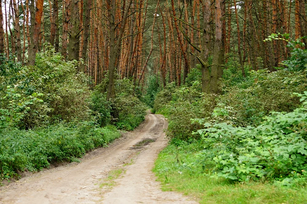 Карыжский лес Курская область