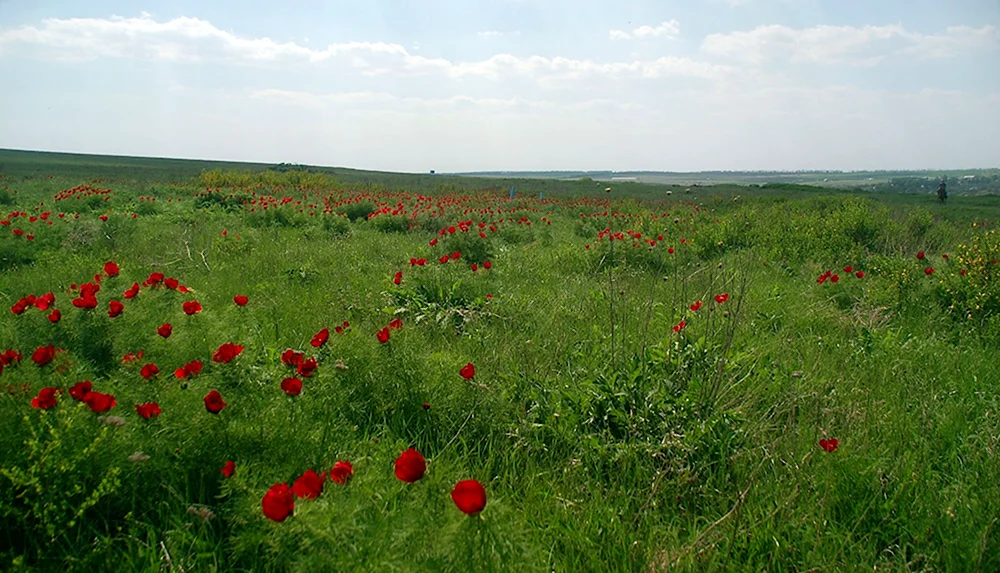 Хомутовская степь заповедник
