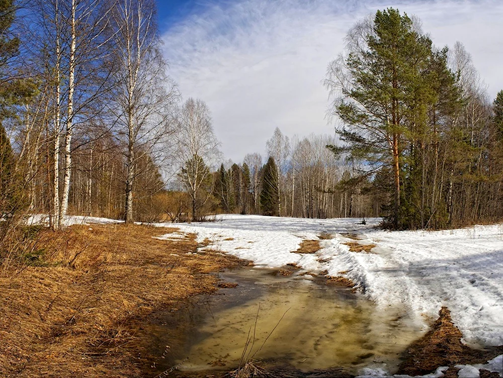 Кирилл – дери полоз