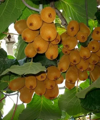 Киви куст