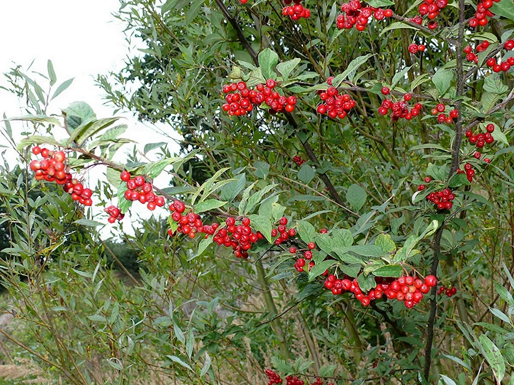 Кизильник Cotoneaster bullatus