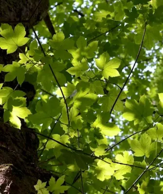Клен Acer pseudoplatanus Явор