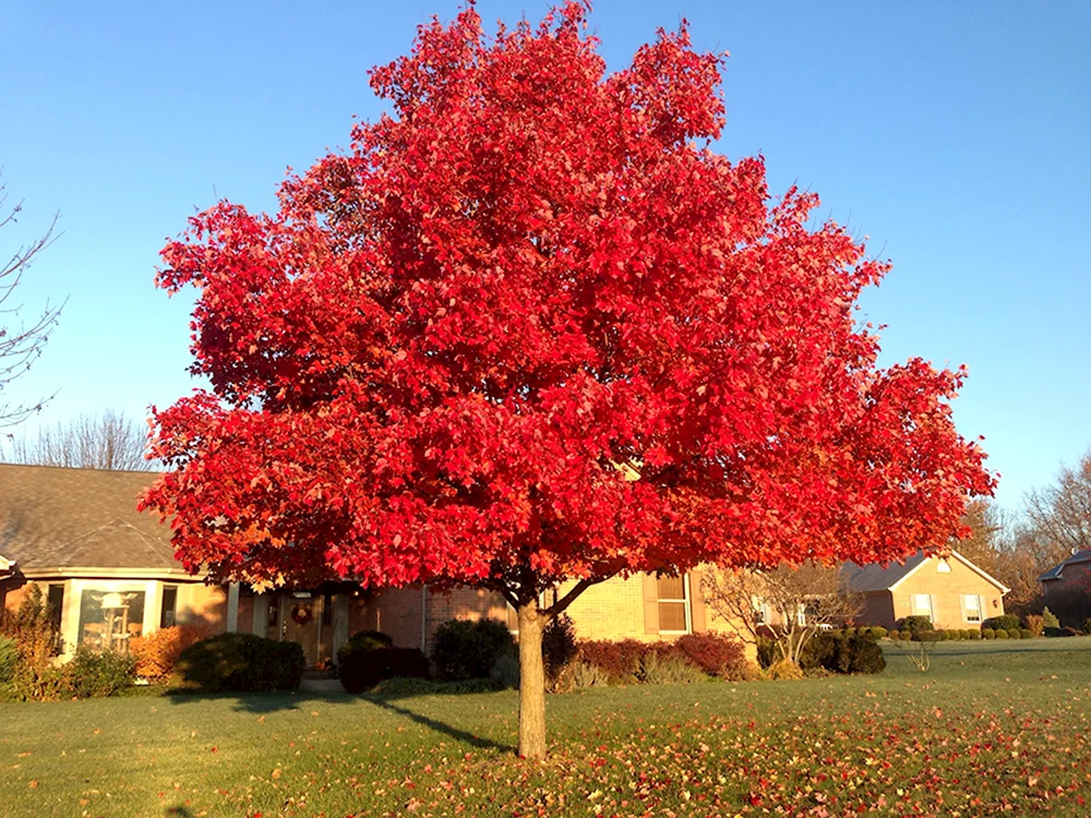 Клен красный Acer rubrum