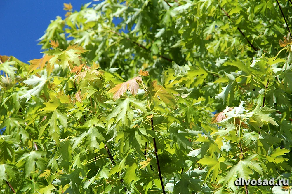 Клен серебристый Acer saccharinum