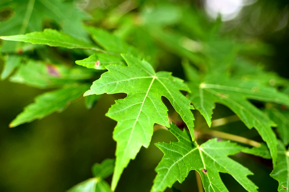 Клен серебристый Acer saccharinum