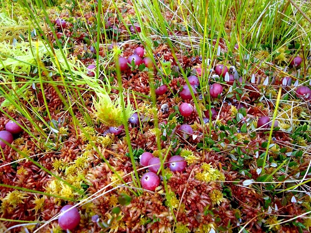 Клюква Болотная