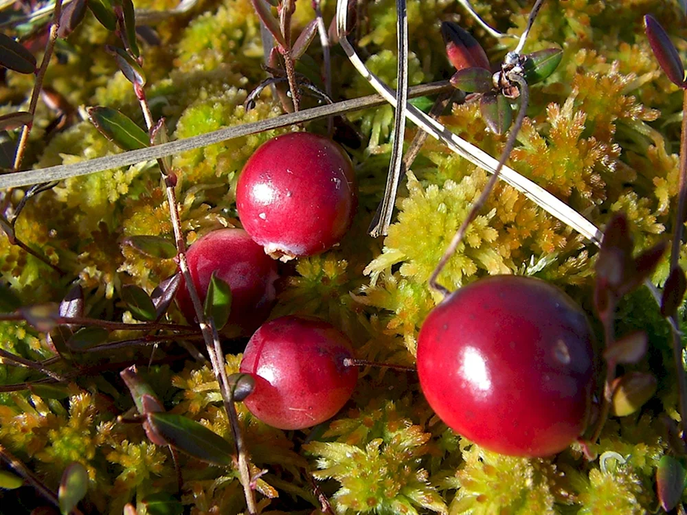 Клюква мелкоплодная Oxycoccus microcarpus