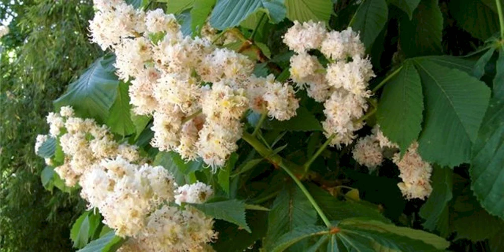 Конские каштаны на белом