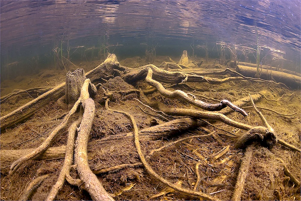 Коряга под водой