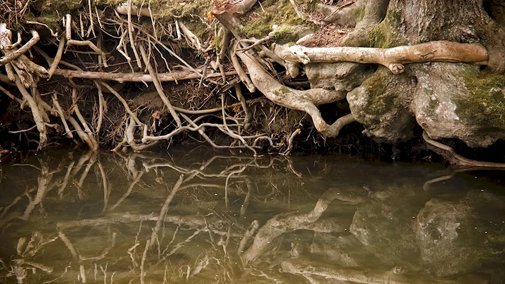 Корни дерева