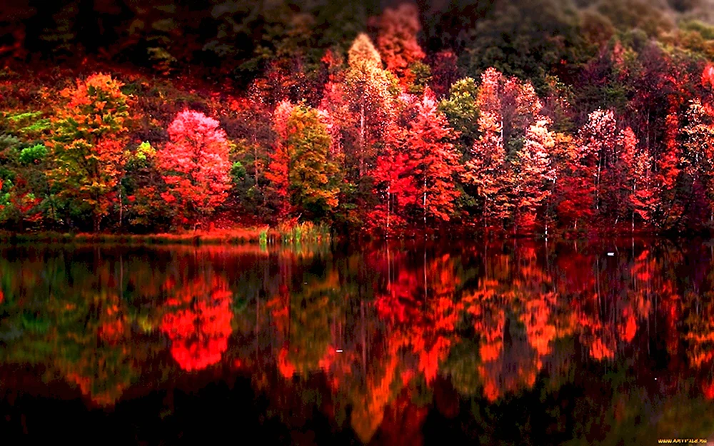 Красный лес Кубань