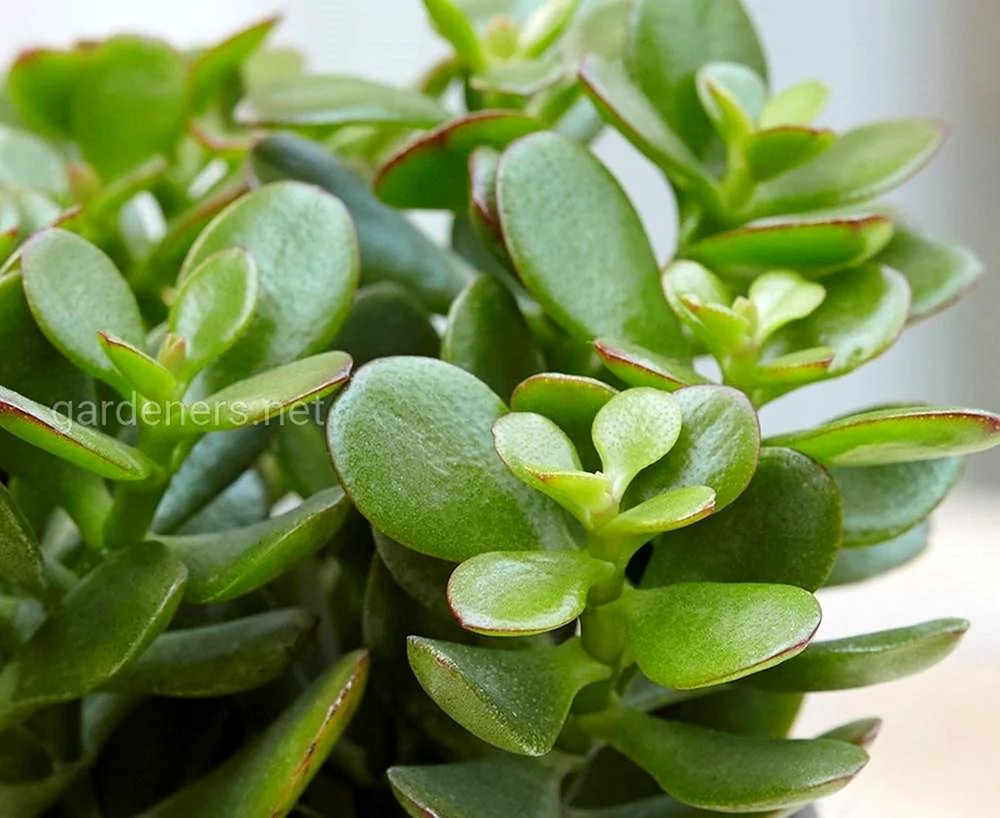 Крассула Шмидта Crassula schmidtii