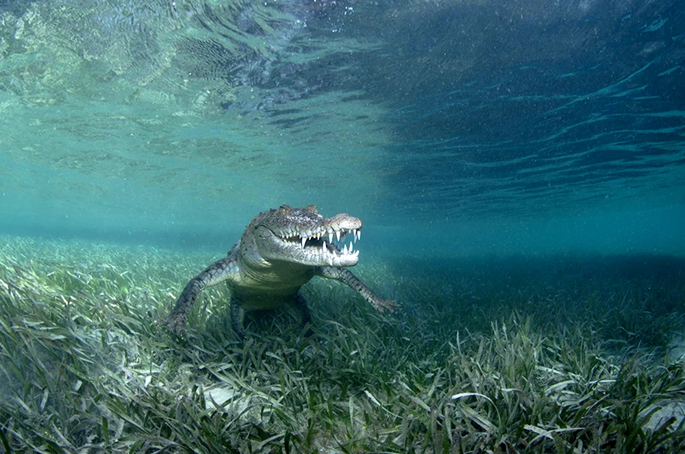 Крокодил под водой
