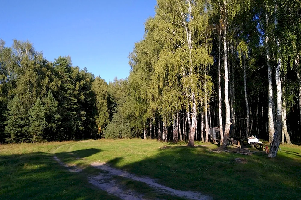 Кстово лес
