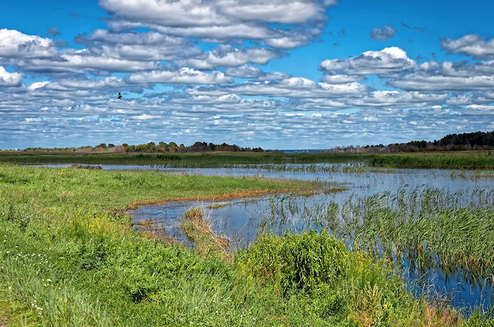 Кулундинская равнина