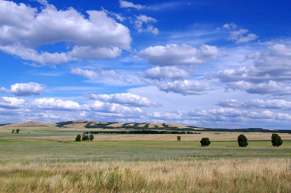 Кулундинская степь