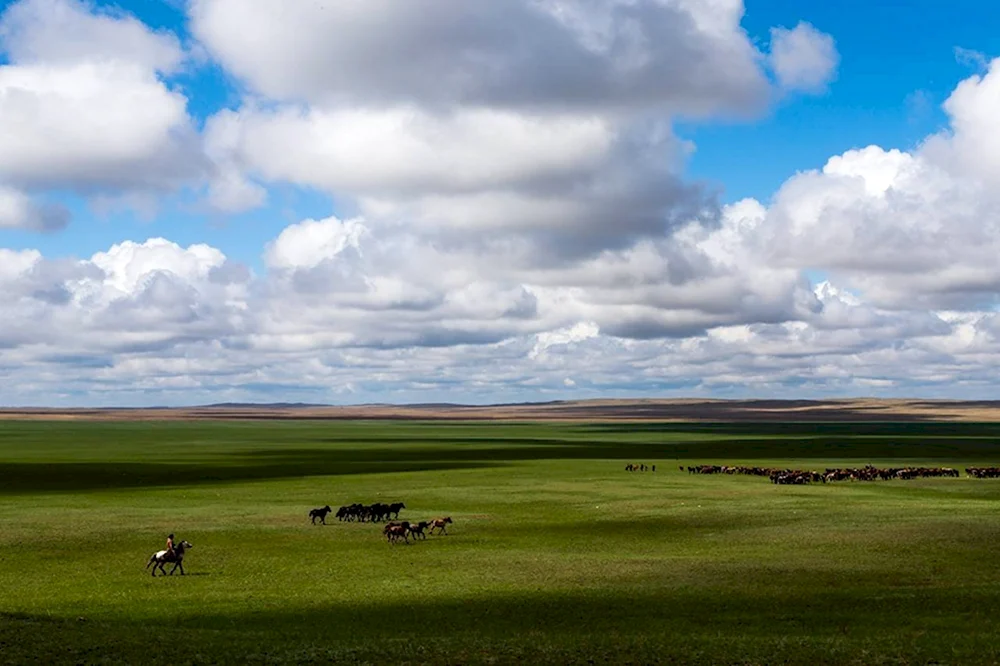 Кулундинская степь