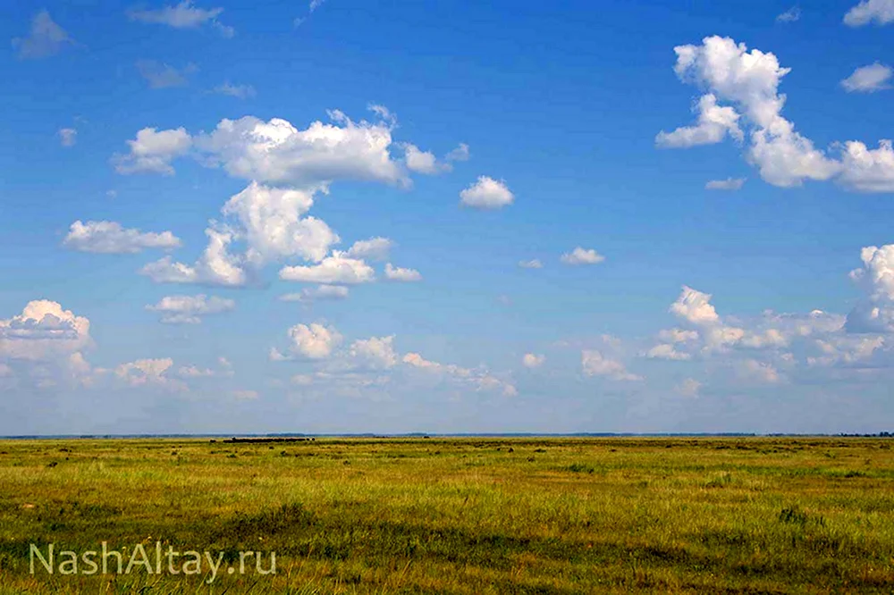 Кулундинская степь почва