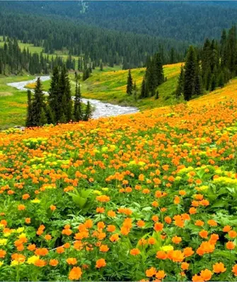 Купальница Горная Шория