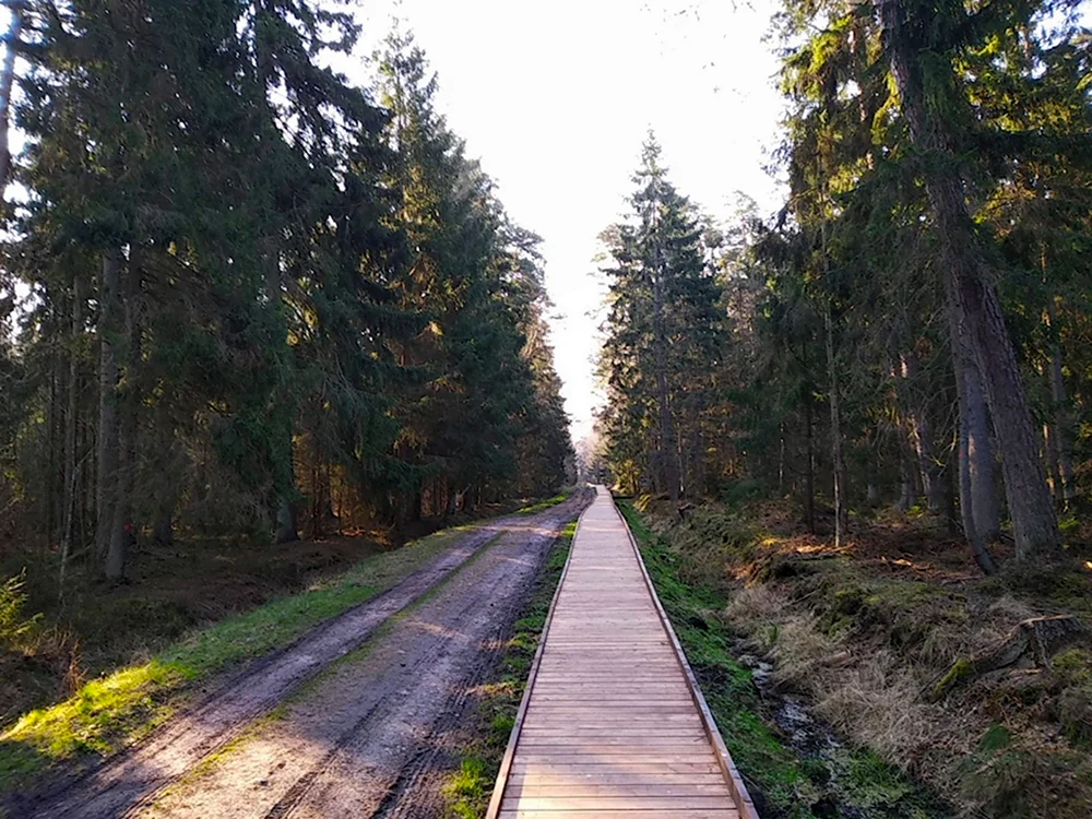 Куршская коса Королевский Бор