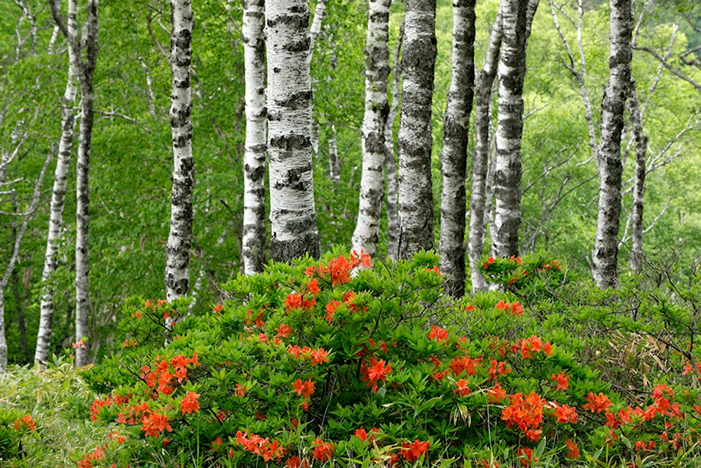 Кустарники в лесу