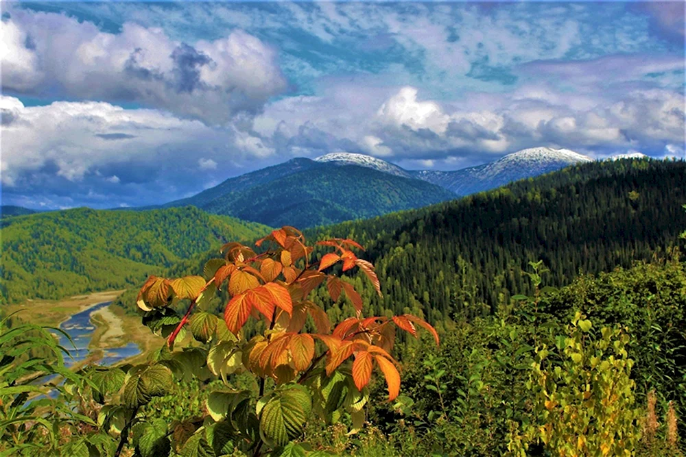 Кузнецкий Алатау Флора